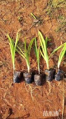 高度25厘米百子莲