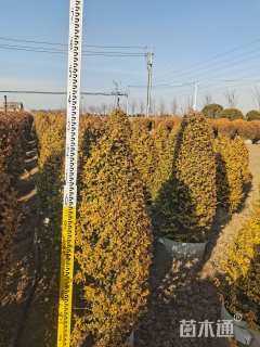 冠幅150厘米金冠女贞球