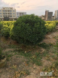 高度80厘米非洲茉莉
