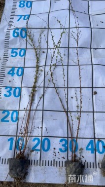 高度60厘米喷雪花