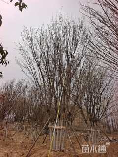 高度900厘米丛生元宝枫