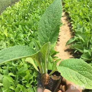 高度20厘米毛地黄