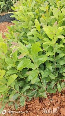 高度30厘米板栗