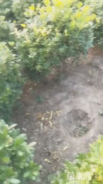 冠幅120厘米海桐球