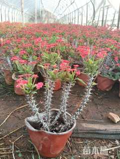 高度20厘米虎刺梅