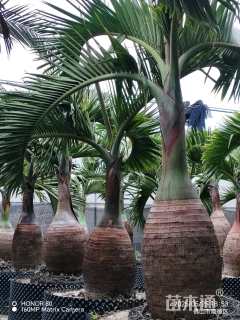 裸干高60厘米酒瓶椰子