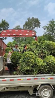 高度100厘米万年青