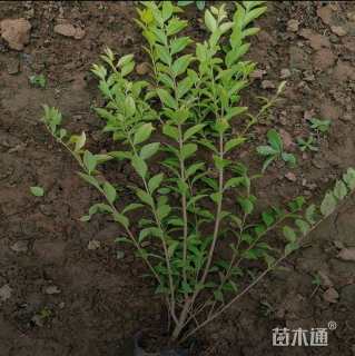 高度59厘米金叶女贞小苗