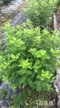 高度60厘米圆锥绣球