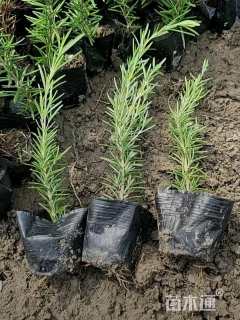 高度35厘米迷迭香