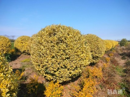 高度50厘米金姬小蜡