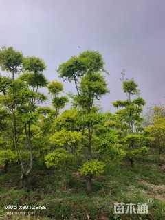 5公分造型金叶榆