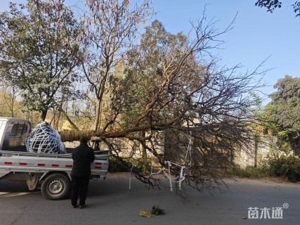 25公分造型石榴树