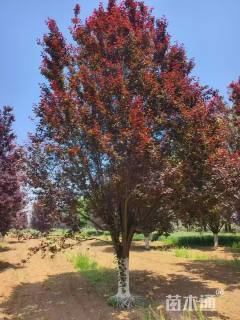 21公分紫叶矮樱