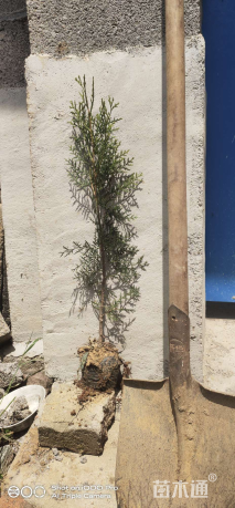 高度50厘米侧柏