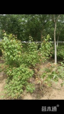 高度250厘米元宝枫小苗