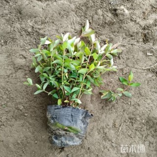 高度40厘米金丝桃