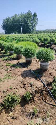 容器苗银姬小蜡球