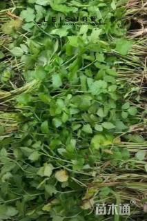 高度30厘米水芹