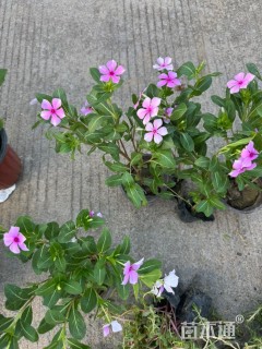 高度15厘米长春花