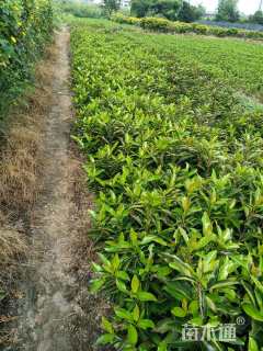 高度60厘米青珊瑚