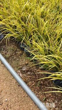 高度20厘米金叶石菖蒲