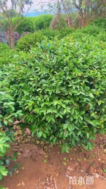 冠幅120厘米茶梅球