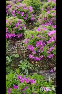 冠幅100厘米毛鹃球