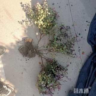 高度30厘米红花继木