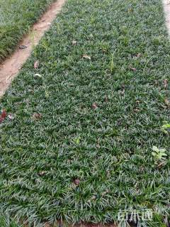 高度5厘米玉龙草