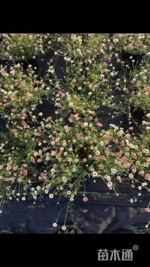 高度20厘米墨西哥飞蓬