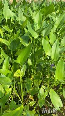 高度30厘米梭鱼草