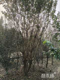 高度400厘米丛生紫薇