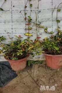 高度30厘米金叶络石