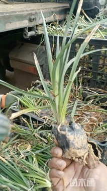 高度20厘米火炬花