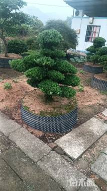 容器苗造型罗汉松