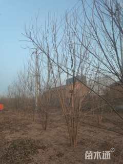 高度550厘米丛生白蜡