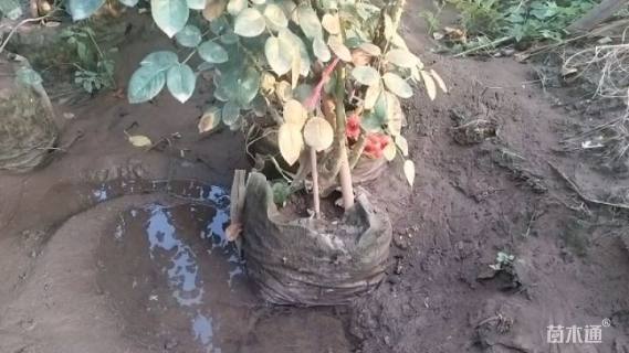 高度1.2厘米蔷薇