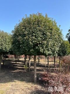 12公分高杆红叶石楠