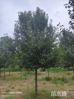 10公分彩叶豆梨