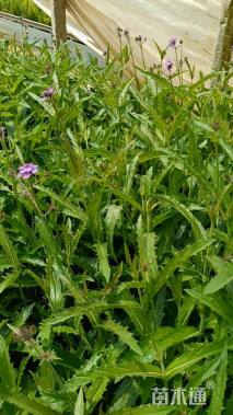 高度35厘米马鞭草
