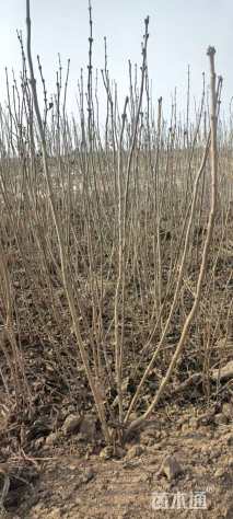 高度100厘米小叶丁香