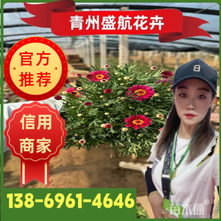 高度15厘米玛格丽特花