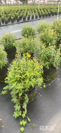 高度20厘米金丝桃