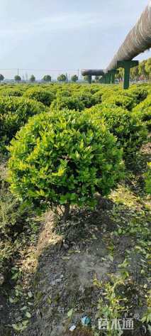 冠幅200厘米金森女贞球