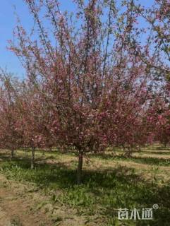 8公分垂丝海棠