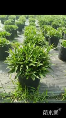 高度18厘米荷兰菊