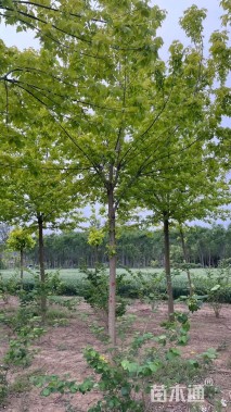 20公分金叶复叶槭