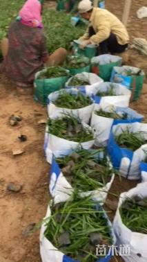 高度19厘米兰花三七草