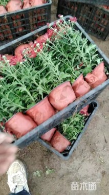 高度35厘米国庆菊